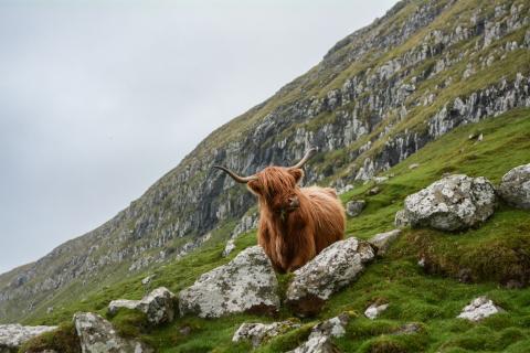 Scottish highlands
